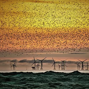 Sandscale Haws National Nature Reserve, starlings at sunset towards the Irish Sea and the distant Walney Offshore Wind Farm, Cumbria, England, United Kingdom, Europe