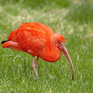 Ibises Collection: Scarlet Ibis