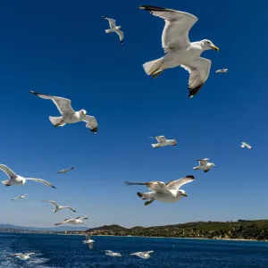 Seagulls (Laridae) flying behind a tourist boat, Mount Athos, Central Macedonia, Greece