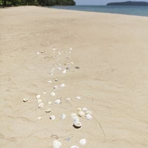 Seashells on Bamboo Island, Sihanoukville, Cambodia, Indochina, Southeast Asia, Asia