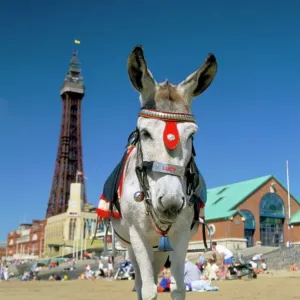 Seaside donkey print with Blackpool tower Seaside donkey print with Blackpool tower