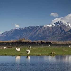 Sheep in Dart River Valley, Glenorchy, Queenstown, South Island, New Zealand, Pacific