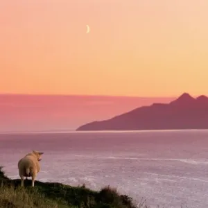 Sheep Print from the Isle of Rum, Scotland