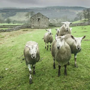 Sheep Wharfedale, Yorkshire, England, United Kingdom, Europe