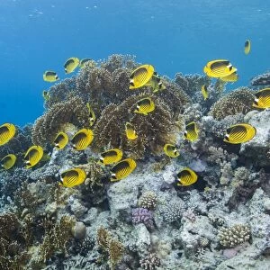 Shoal of Red Sea raccoon butterflyfish (Chaetodon fasciatus), Ras Mohammed National Park, off Sharm el Sheikh, Sinai, Egypt, Red Sea, Egypt, North Africa, Africa
