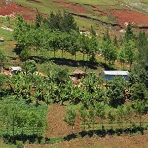 Small farm with trees and bananas, showing erosion in the background, Bois d Avril