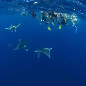 Snorkellers observing spinetail devil rays (Mobula mobular) engaged in sexual courtship