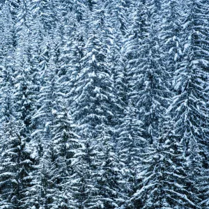 Snowy forest winter landscape, Avoriaz, Port du Soleil, Auvergne Rhone Alpes, Alps