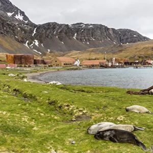 Southern elephant seal pups (Mirounga leonina) after being weaned in Grytviken Harbor