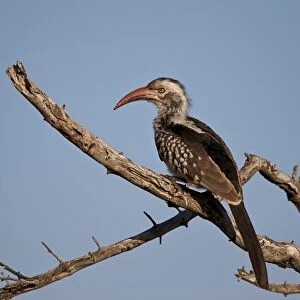 Southern red-billed hornbill (Tockus rufirostris), Kruger National Park, South Africa