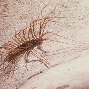 Soutigeromorph centipedes hunt cave crickets, Deer Cave, Mulu National Park