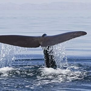 Sperm whale (Physeter macrocephalus) flukes up dive, Isla San Pedro Martir, Gulf of California (Sea of Cortez), Baja California Norte, Mexico, North America