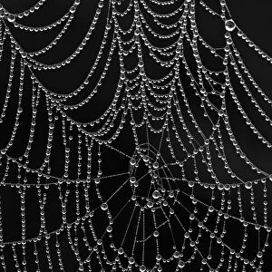 Spiderweb covered with dew, Glacier National Park, Montana, United States of America, North America