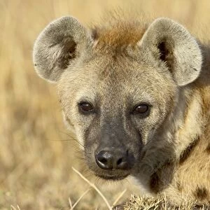 Spotted hyena (spotted hyaena) (Crocuta crocuta)