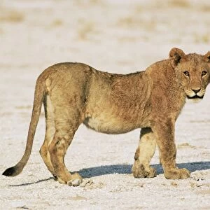 Sub-adult lion