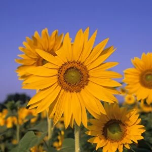 Sunflower, (Helianthus spec)