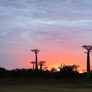 Sunrise, Allee de Baobab (Adansonia), western area, Madagascar, Africa