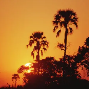 Sunset, Okavango Delta, Botswana, Africa