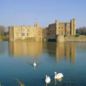 Swans in front of Leeds Castle, Kent, England