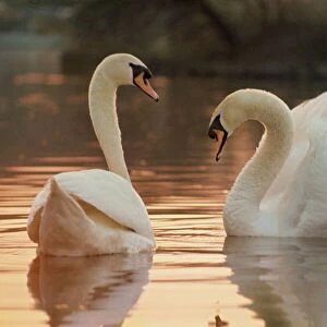 Two swans on water