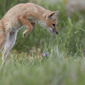 Dogs (Wild) Collection: Swift Fox