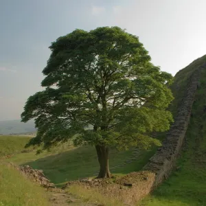 Sycamore Gap, location for scene in the film Robin Hood Prince of Thieves