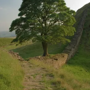 Sycamore Gap Print, Hadrian's Wall Landscape Sycamore Gap Print, Hadrian's Wall Landscape