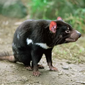 Mammals Collection: Tasmanian Devil