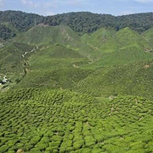 Tea plantation in the Cameron Highlands, Malaysia, Southeast Asia, Asia