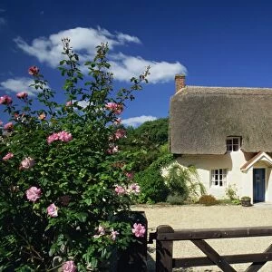 Thatched cottage with roses by the gate at West Lulworth, Dorset, England