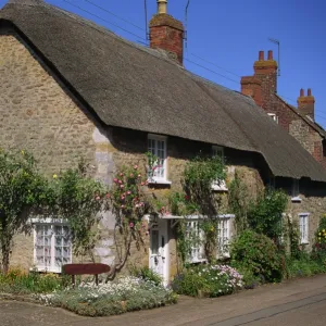 Thatched cottages with roses on the walls at Burton Bradstock in Dorset