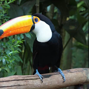 Toucans Jigsaw Puzzle Collection: Toco Toucan
