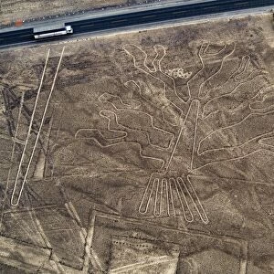 The Tree Geoglyph, aerial view, Nazca, UNESCO World Heritage Site, Ica Region, Peru