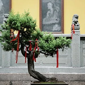 Tree with prayer ribbons, Jade Buddha temple, Shanghai, China, Asia