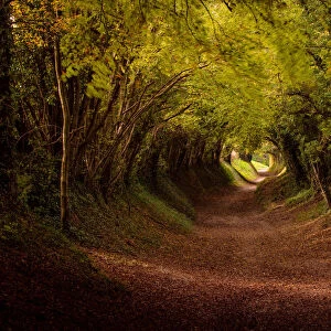 Tree tunnel with autumn colours at Halnaker Mill, Sussex, England, United Kingdom, Europe