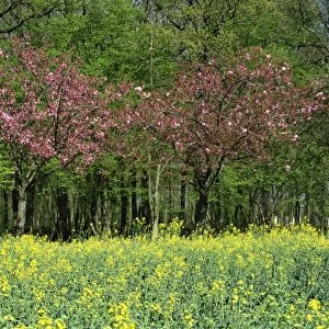 Trees in blossom in farmland in the Seine Valley, Eure, Basse Normandie, France, Europe