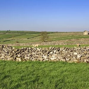 Typical spring landscape of barn, sheep, fields, dry stone walls and hills, Litton