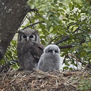 Owls Collection: Verreaux's Eagle Owl