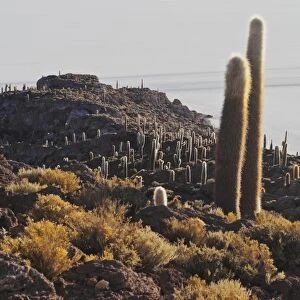 View of Incahuasi Island with its gigantic cacti, Salar de Uyuni, Daniel Campos Province