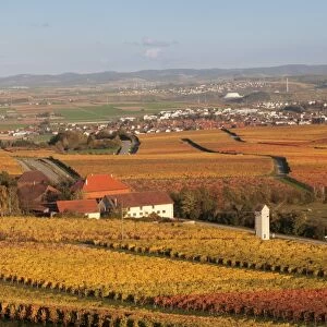 View from Michaelsberg Mountain over autumn vineyards to the Lowensteiner Berge Mountains, Cleebronn, Zabergau, Heilbronn District, Baden Wurttemberg, Germany, Europe