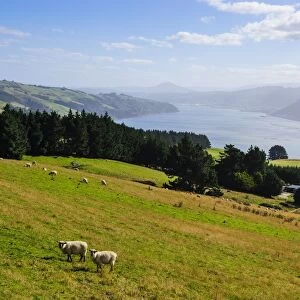 View over the Otago Peninsula, Otago, South Island, New Zealand, Pacific