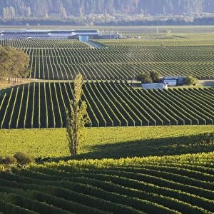 View over typical vineyards in the Wairau Valley, early morning, Renwick, near Blenheim