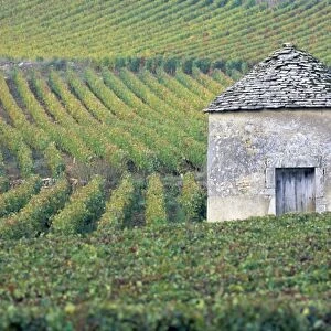 Vineyards, Cote d Or, Bourgogne (Burgundy), France, Europe