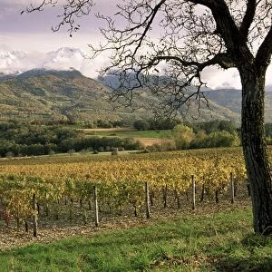 Vineyards near Chambery, Savoie, Rhone Alpes, France, Europe