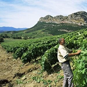 Vineyards, Patrimonio area, Corsica, France, Europe