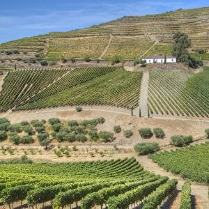 Vineyards, Quinta do Crasto, Alto Douro Wine Valley, UNESCO World Heritage Site, Portugal