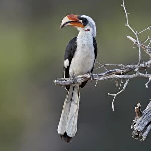 Von Der Deckens hornbill (Tockus deckeni), male, Selous Game Reserve, Tanzania, East Africa