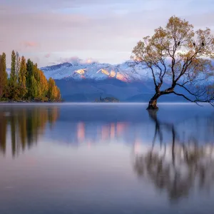 Wanaka Tree, Lake Wanaka with the snow capped peaks of Mount Aspiring National Park