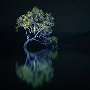 That Wanaka Tree against the stars at night, Otago, South Island, New Zealand, Pacific