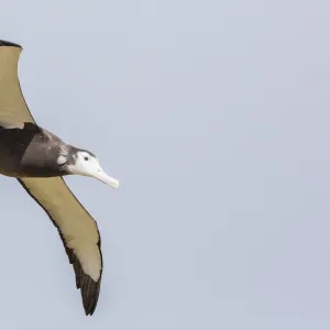 Wandering albatross (Diomedea exulans) chick test flight in high winds, Prion Island, South Georgia, UK Overseas Protectorate, Polar Regions